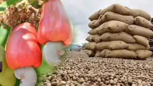 cashew trade